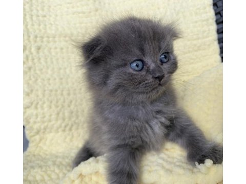 Scottish Fold Kitten