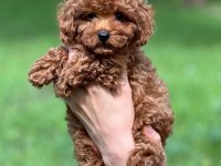 Milo - Lindo cachorro caniche
