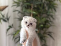 Котенок шотландской вислоухой